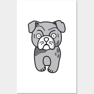 Grumpy bull dog! Posters and Art